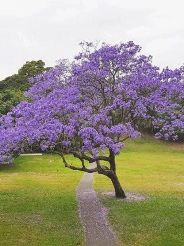 Jacaranda Mimosifolia (Jacaranda)