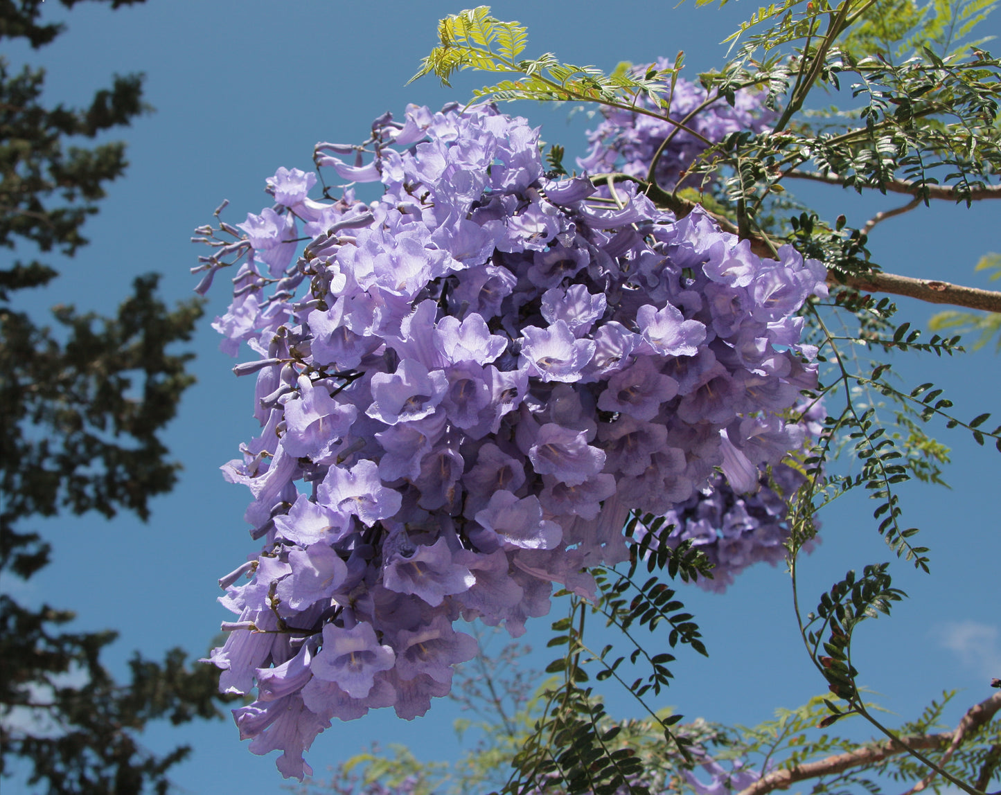 Jacaranda Mimosifolia (Jacaranda)