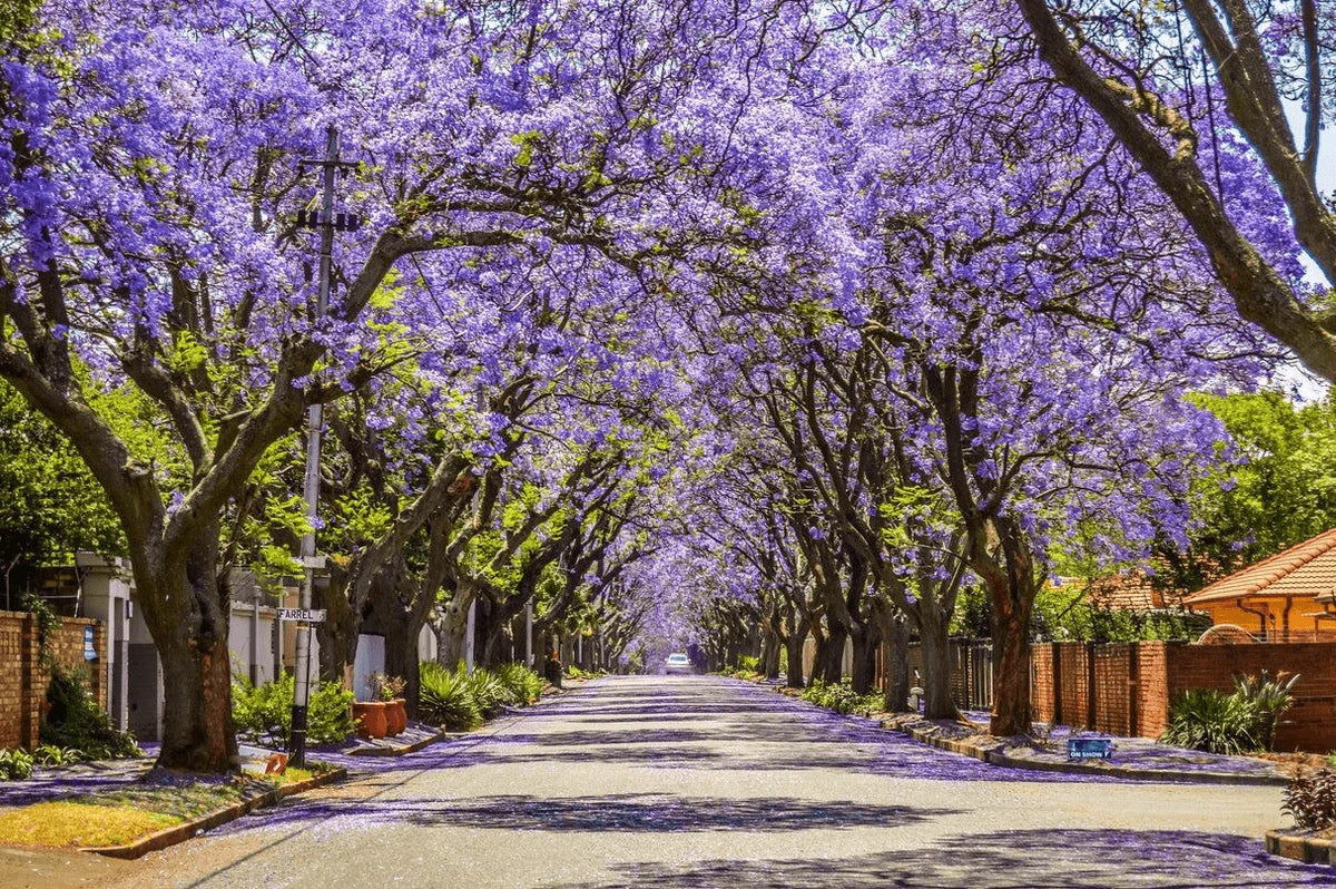 Jacaranda Mimosifolia (Jacaranda)