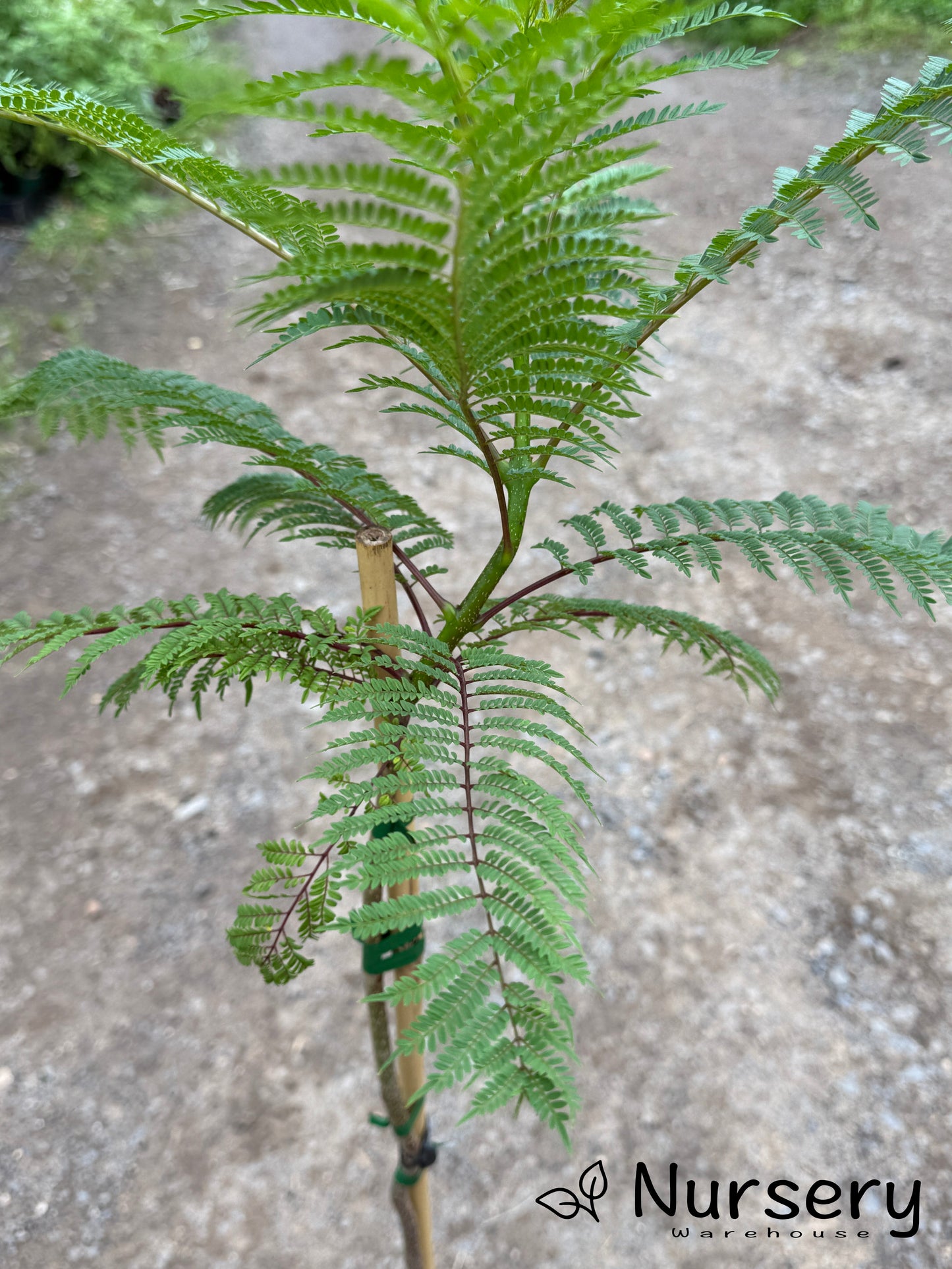 Close-up of Jacaranda Mimosifolia (Jacaranda) leaves on a tree showing delicate green fern-like foliage