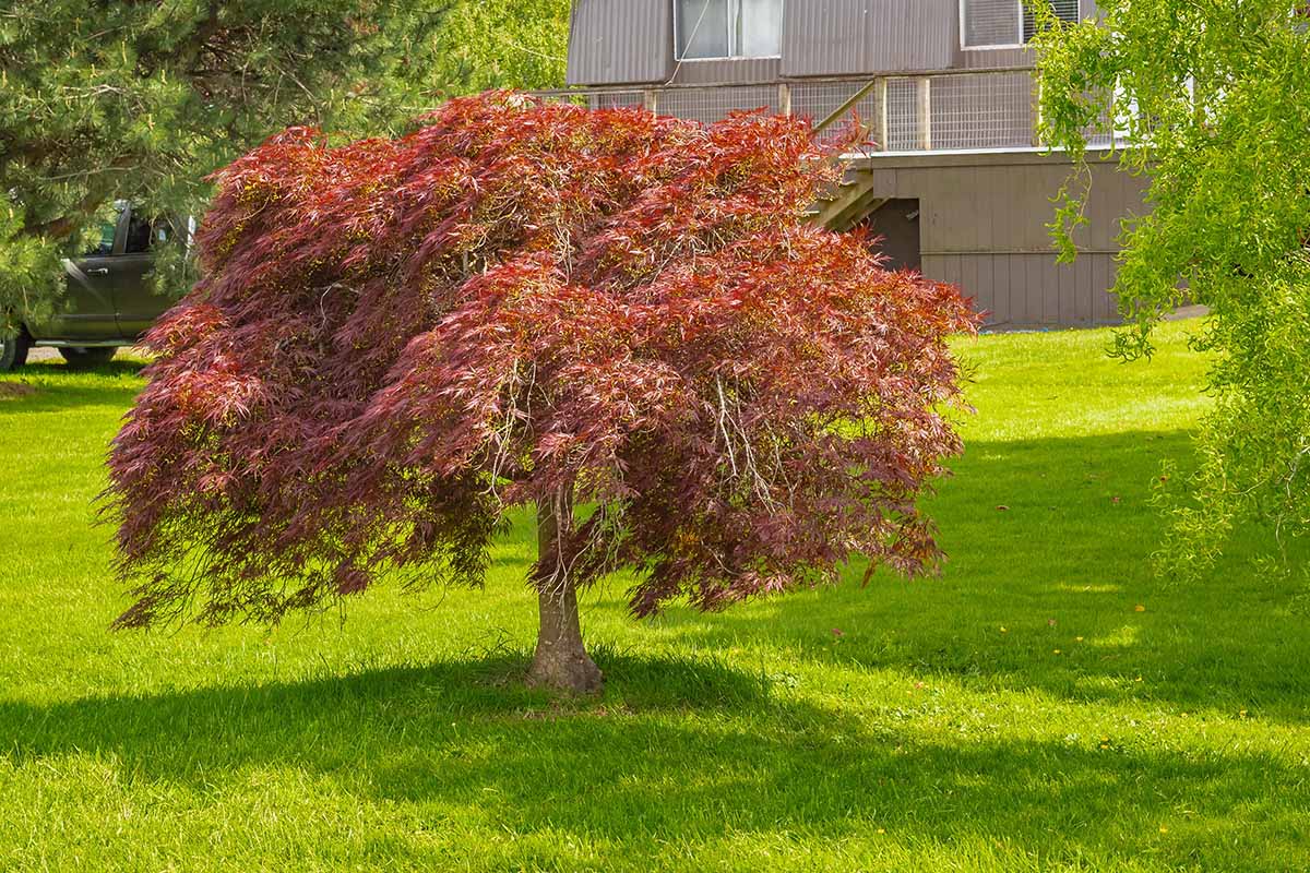 Acer palmatum dissectum (Weeping Japanese Maple Standards)