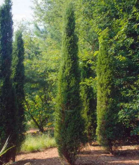 Juniperus Chinensis 'Spartan' (Spartan Juniper)