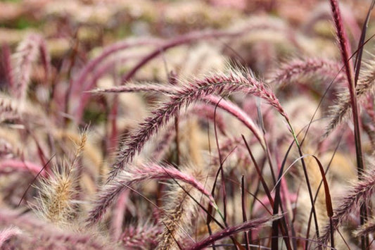 Pennisetum Setaceum 'Rubrum' (Purple Fountain Grass)