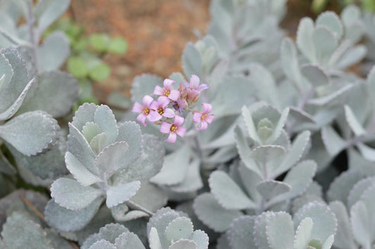 Kalanchoe 'Quicksilver'