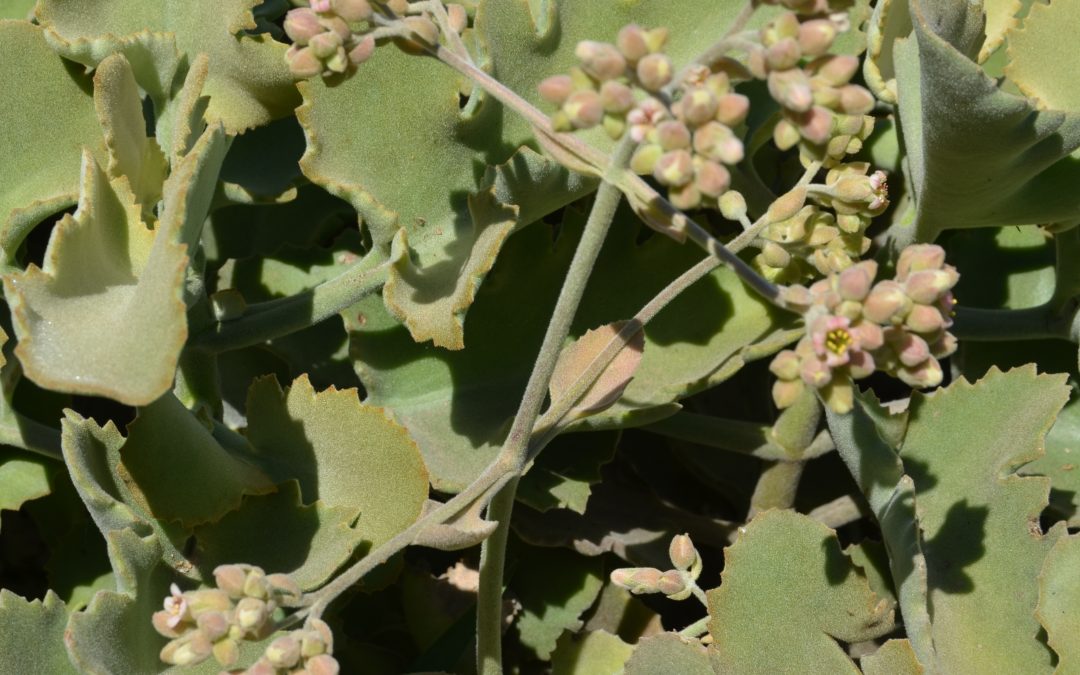 Kalanchoe Beharensis 'Oak Leaf' (Oak Leaf Kalanchoe)