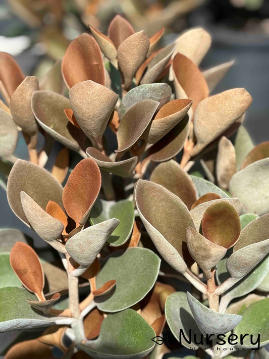 Kalanchoe 'Copper Spoons'