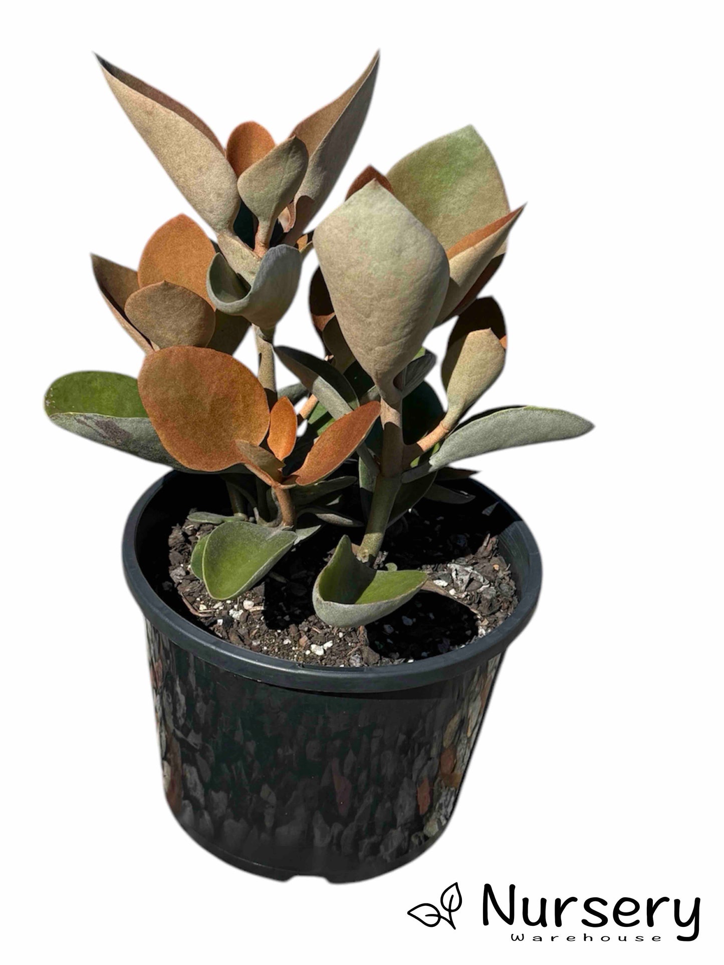 Kalanchoe 'Copper Spoons'