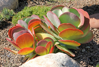 Kalanchoe Flap Jacks (Flap Jacks)