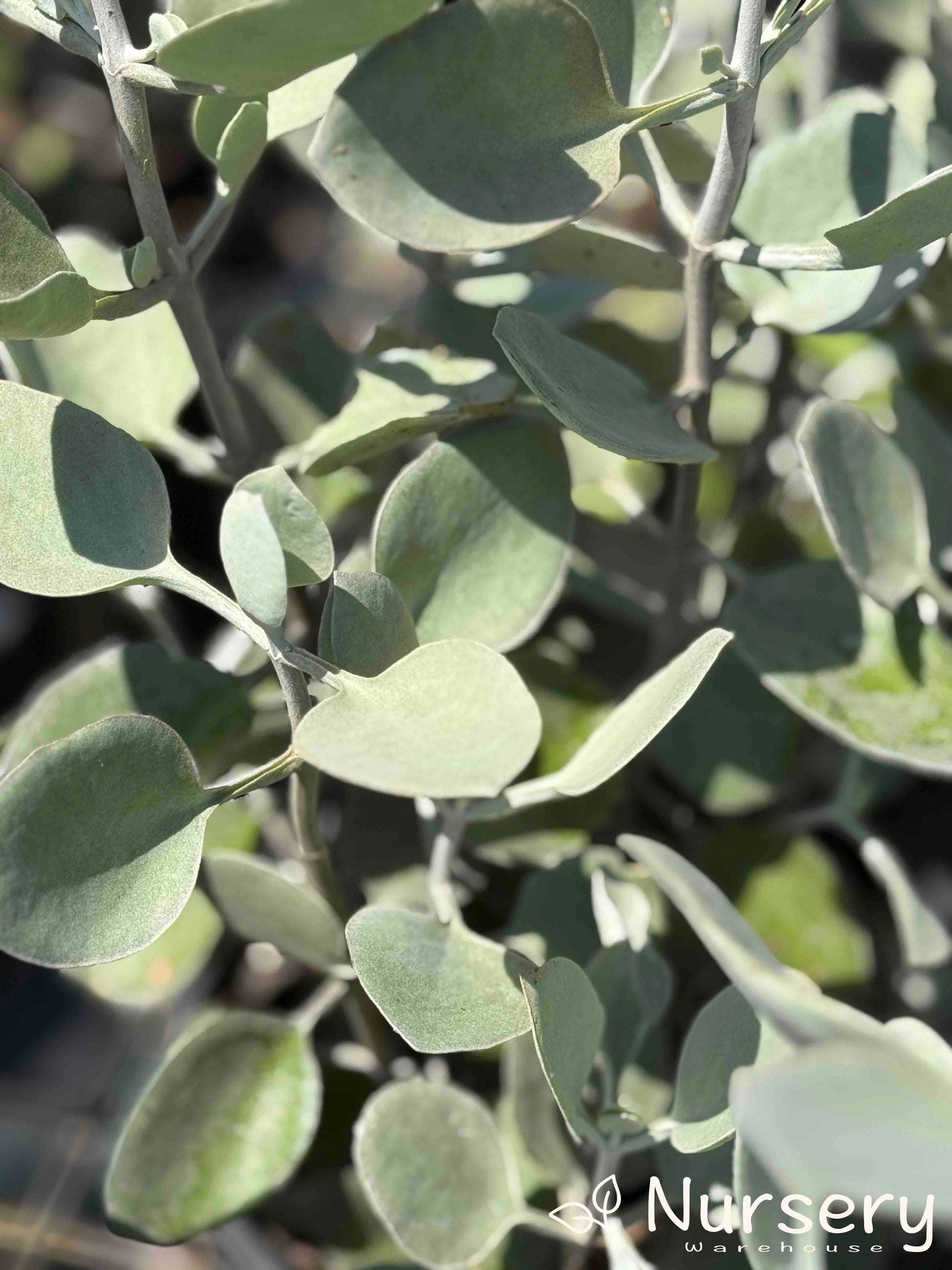 Close-up of Kalanchoe hildebrandtii (Silver Spoon) showcasing its unique spoon-shaped leaves with a silvery hue and subtle texture.
