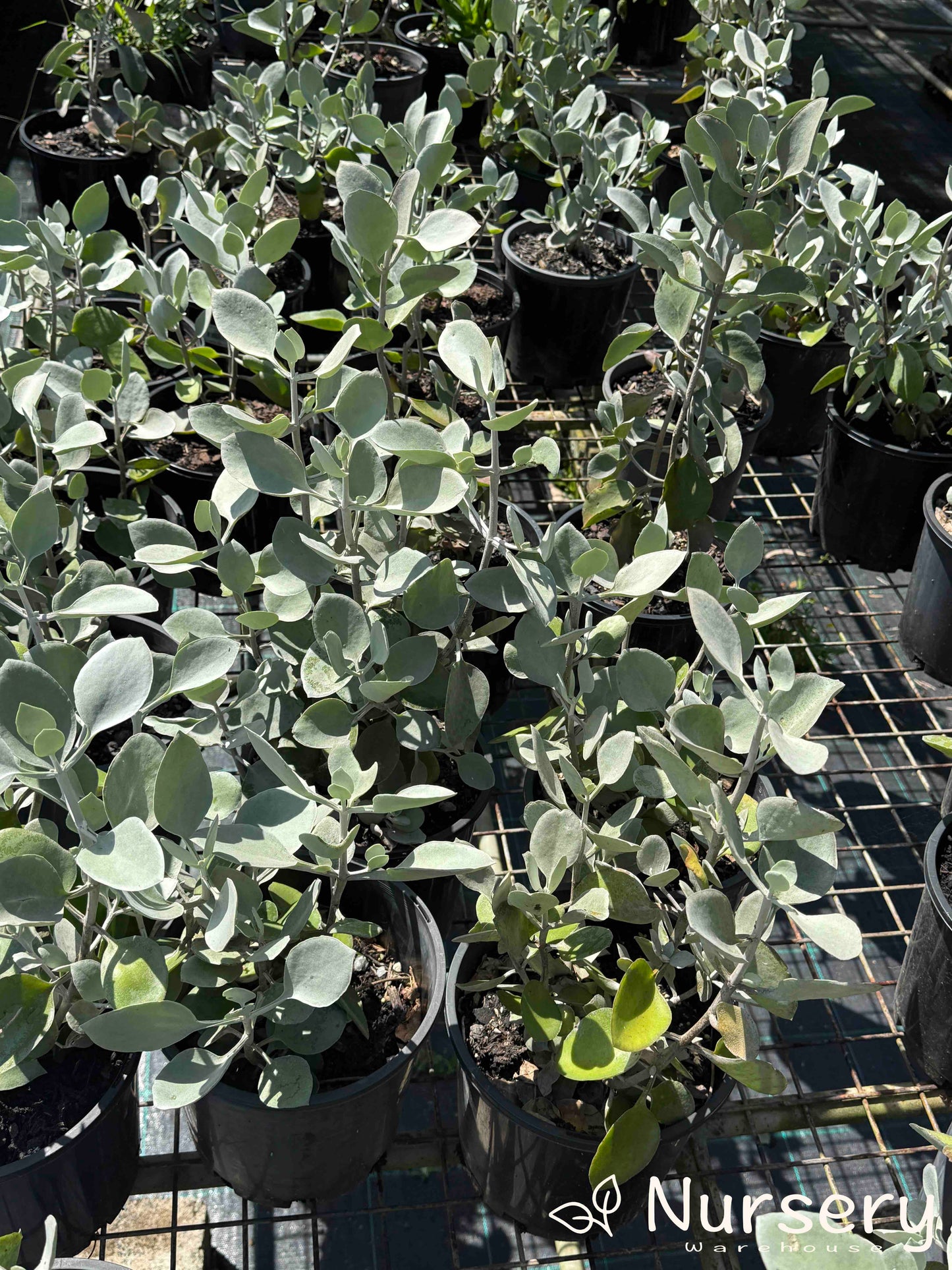 Close-up of the edges of Kalanchoe hildebrandtii leaves, featuring the distinct silvery-green colour and serrated margins.
