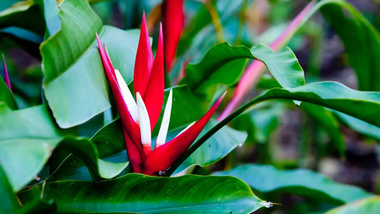 Heliconia Angusta (Red Christmas)