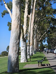 Eucalyptus citriodora (Lemon-Scented Gum)