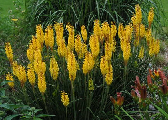 Kniphofia uvaria (Candlelight)