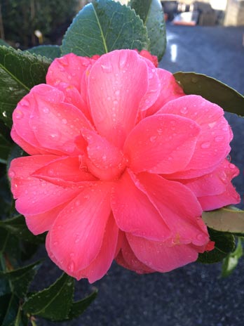 Camellia Japonica 'L.T. Dees' (Red Japonica Camellia)