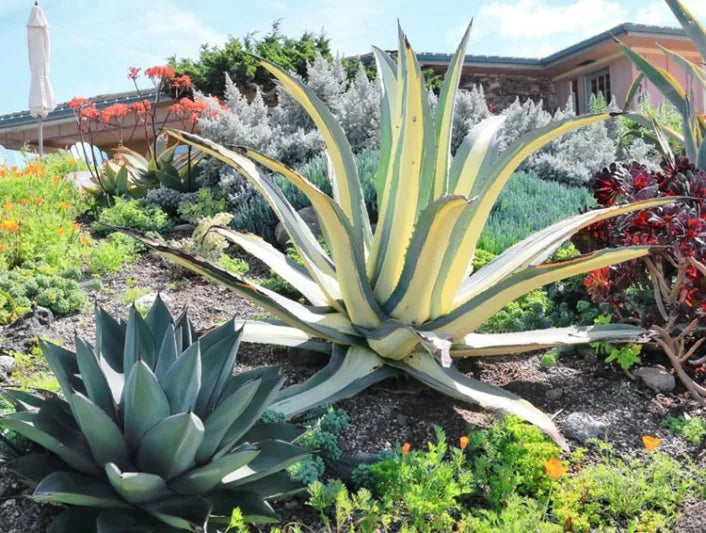 Agave Americana Mediopicta Alba (Variegated Century Plant)