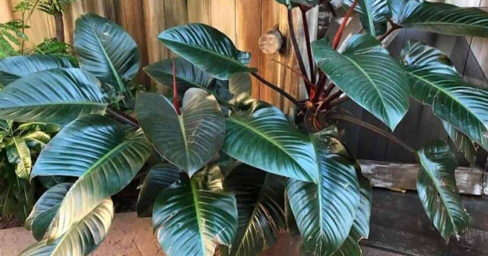 Philodendron Rojo Congo (Rojo Congo Philodendron)