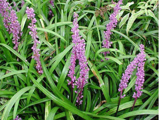 Liriope Muscari Just Right™ (Just Right Lily Turf)