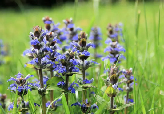 Ajuga Tuff N Tidy (Carpet Bugle)