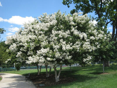 Lagerstroemia Acoma (Acoma Crape Myrtle)