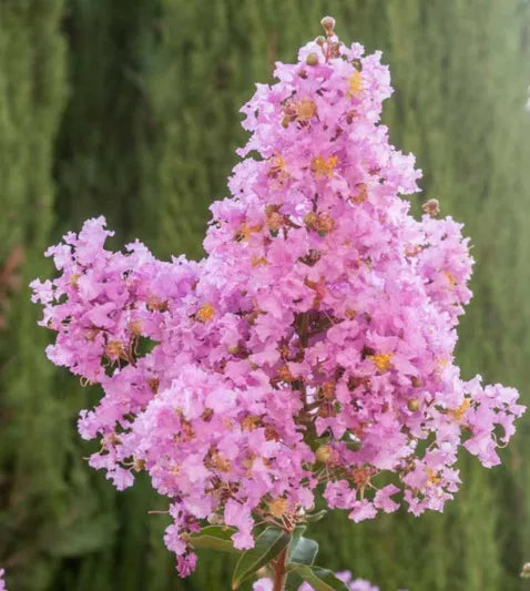 Lagerstroemia ‘Lipan’ (Crape Myrtle)