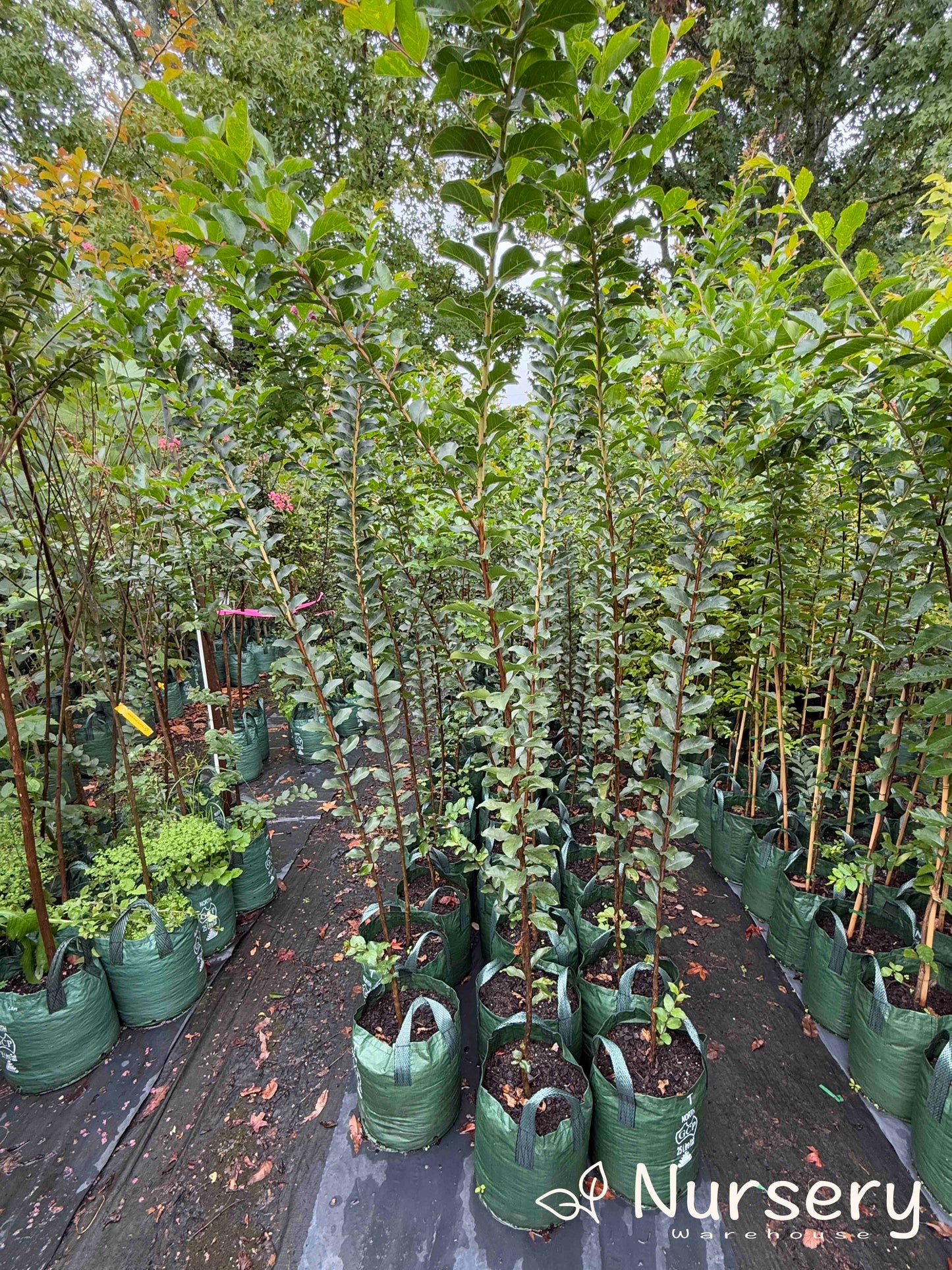 Lagerstroemia Indica (Crepe Myrtle Tuscarora)