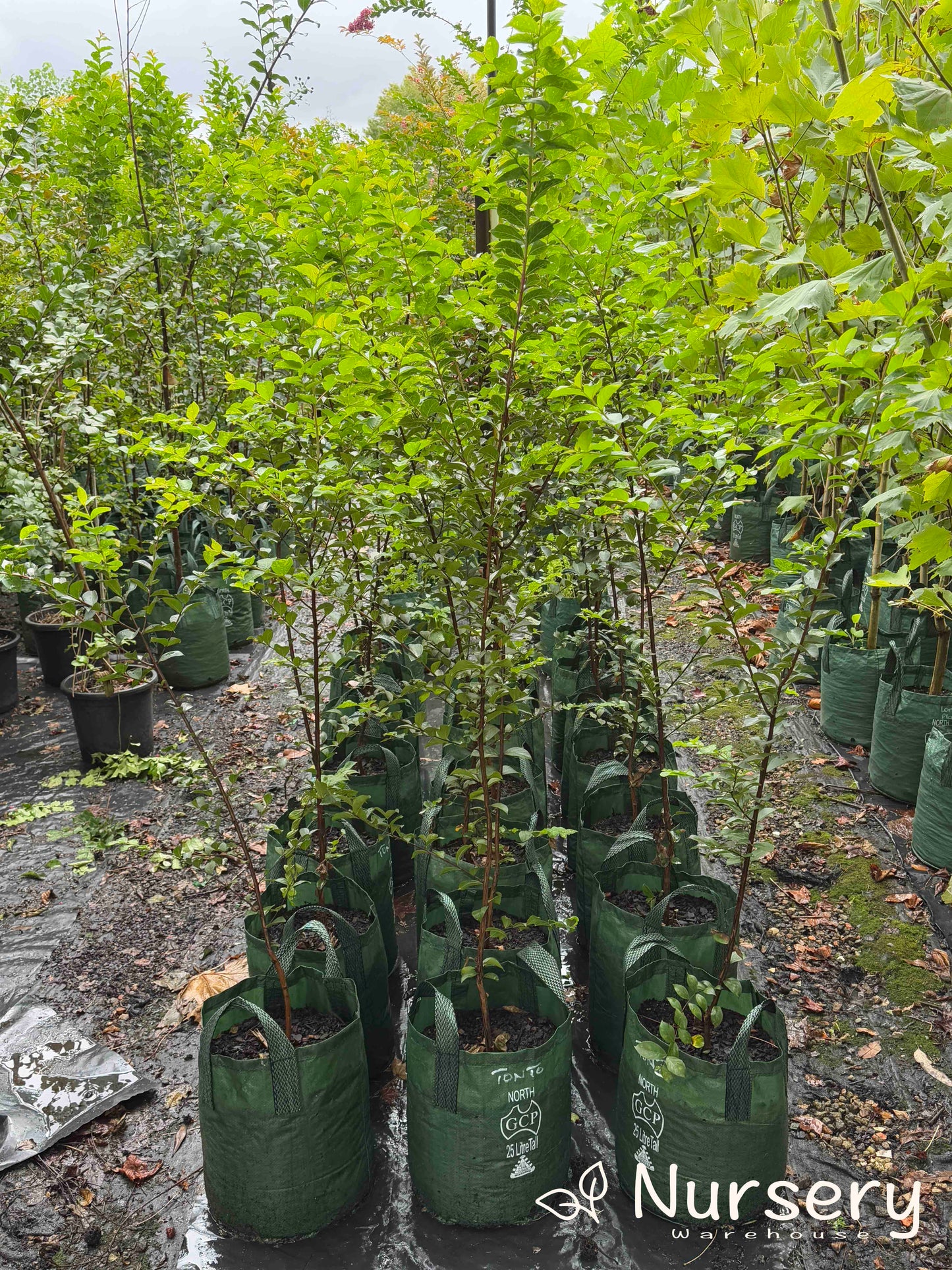 Lagerstroemia Tonto (Crepe Myrtle Tonto)