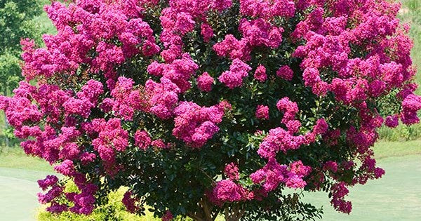 Close-up of Lagerstroemia indica 'Zuni' displaying vibrant deep pink flowers.
