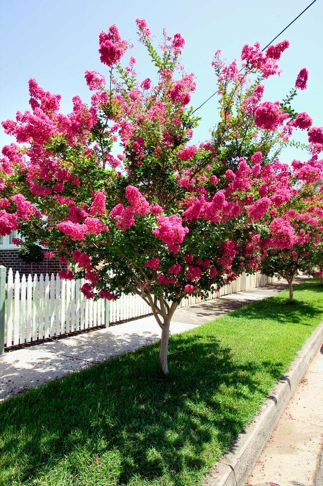 Mature Lagerstroemia indica 'Zuni' tree in the front yard of a house, surrounded by lush lawns and a decorative pathway.
