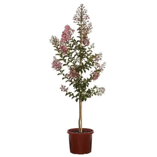 Lagerstroemia indica 'Zuni' in a pot, ready for sale.
