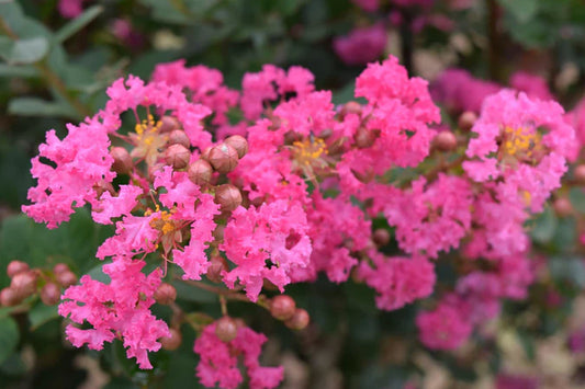 Close-up of Lagerstroemia indica 'Zuni' featuring deep pink flowers in full bloom.
