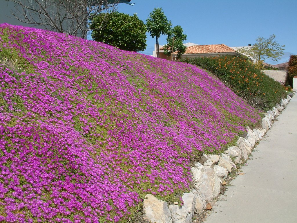 "Lampranthus Spectabilis used as ground cover along a footpath, displaying vivid pink flowers and green foliage."