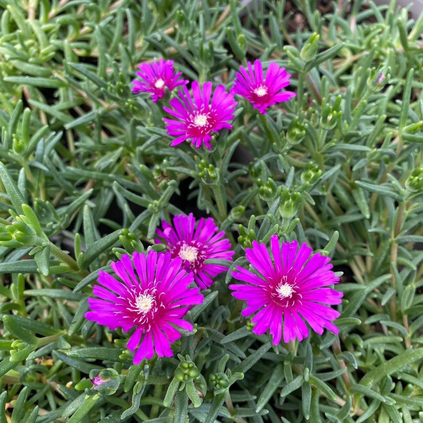 "Close-up of Lampranthus Spectabilis pink flowers with lush green foliage in the background."