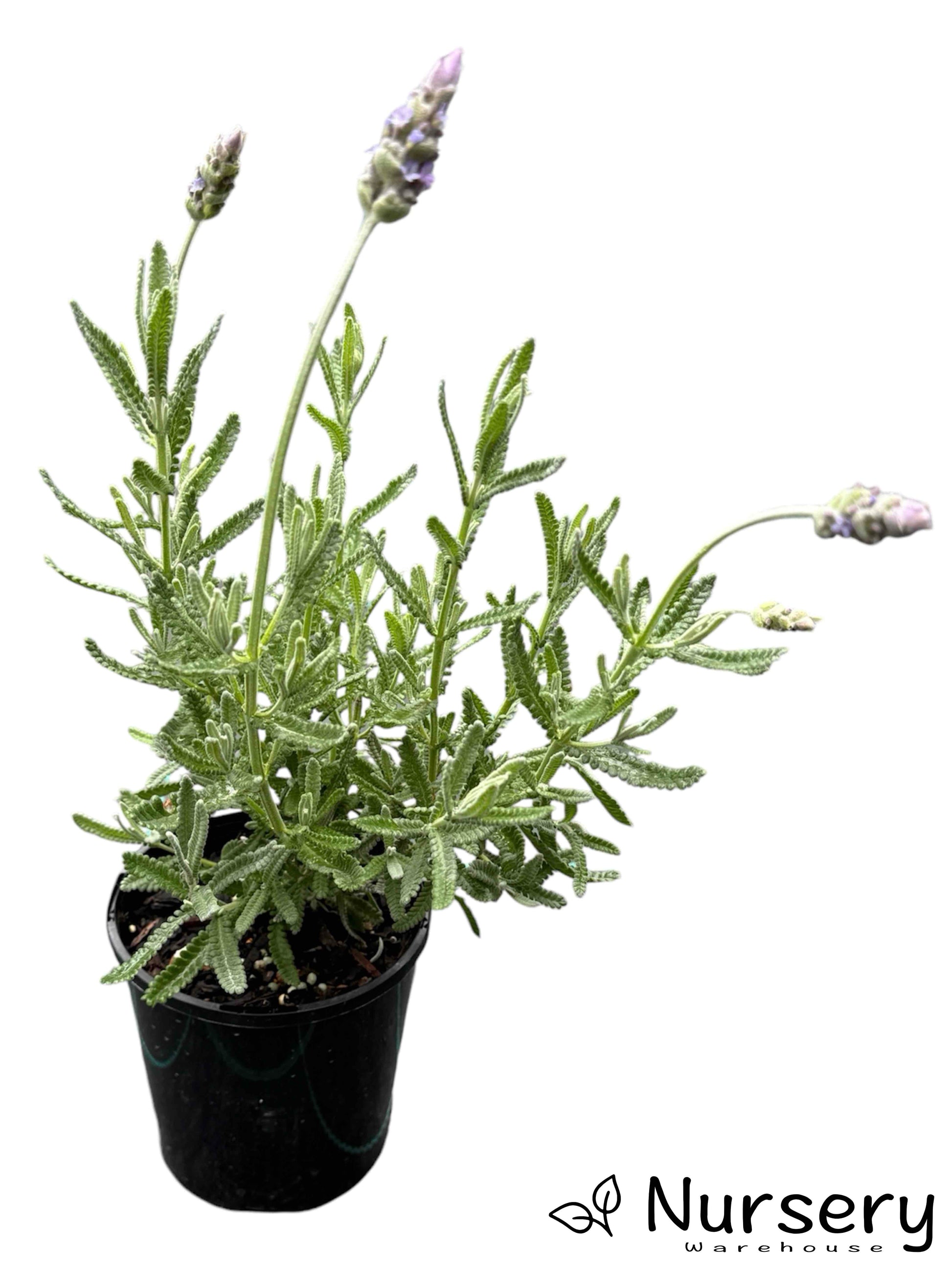 "Lavandula Dentata (French Lavender) in a 140mm pot, ready for sale with lush green foliage and purple blooms."