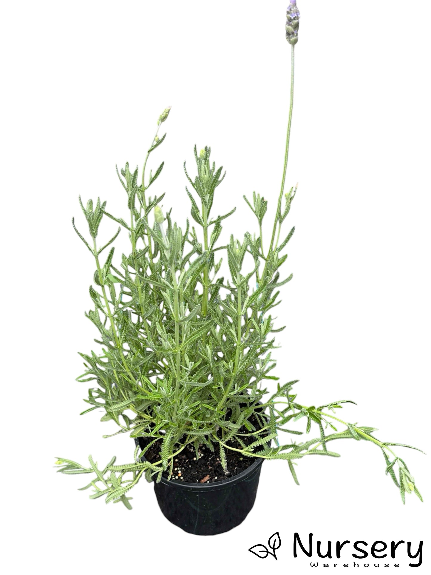 "Lavandula Dentata (French Lavender) in a 200mm pot, ready for sale with lush green foliage and purple blooms."