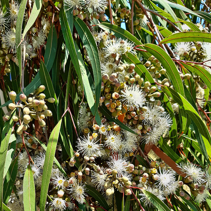 Eucalyptus citriodora (Lemon-Scented Gum)