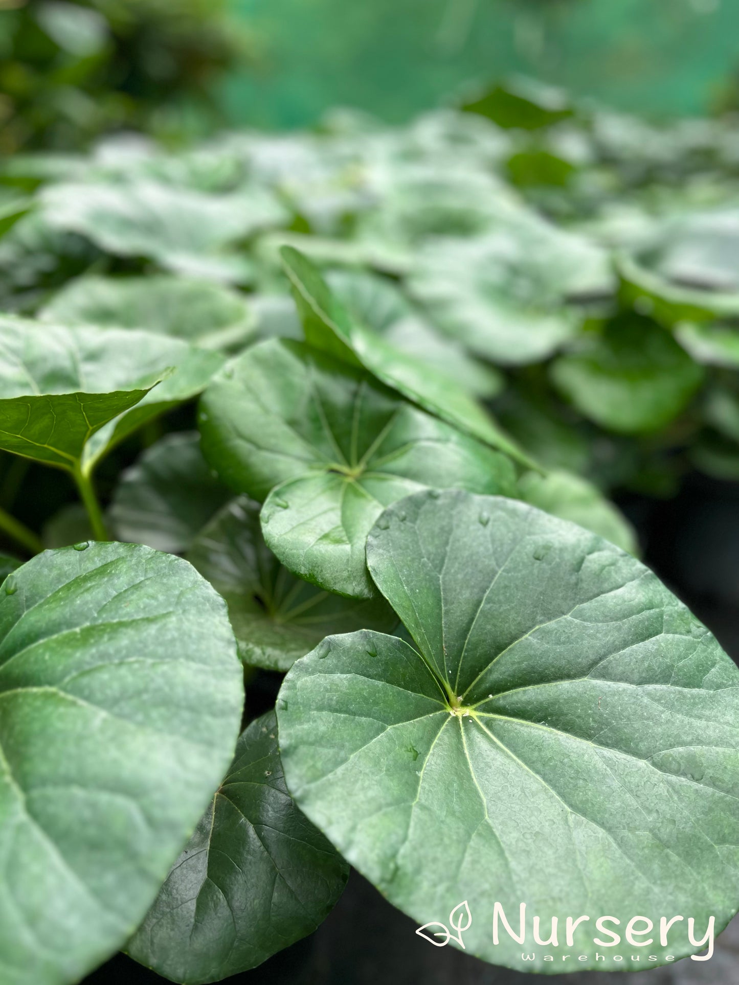 Ligularia Reniformis (Tractor Seat Plant | Chinese Giant Leopard Plant)