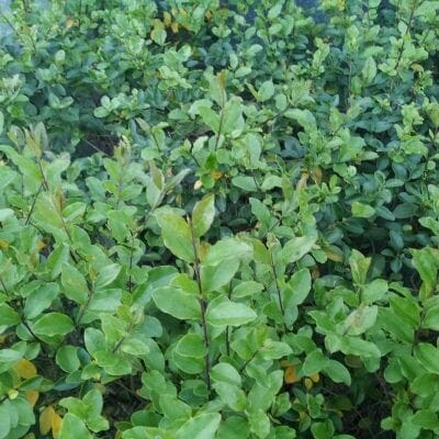 Ligustrum Undulatum (Box-Leaved Privet)