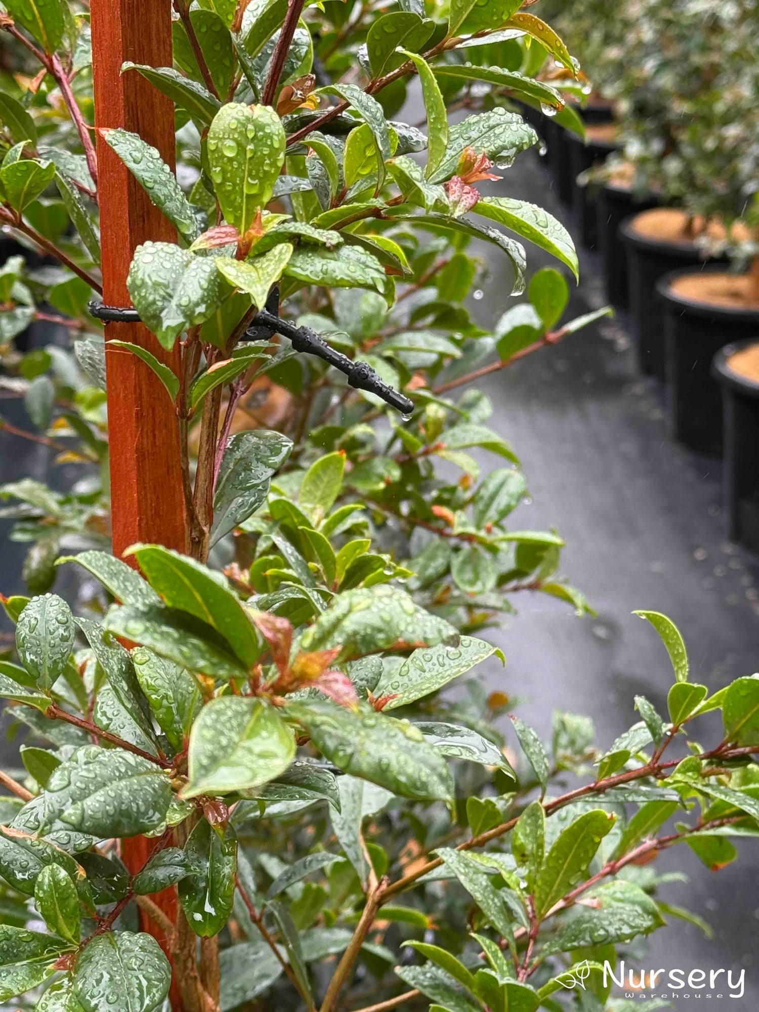 Close-up of Syzygium Resilience (Lilly Pilly) leaves with rows of plants in stock at Nursery Warehouse.