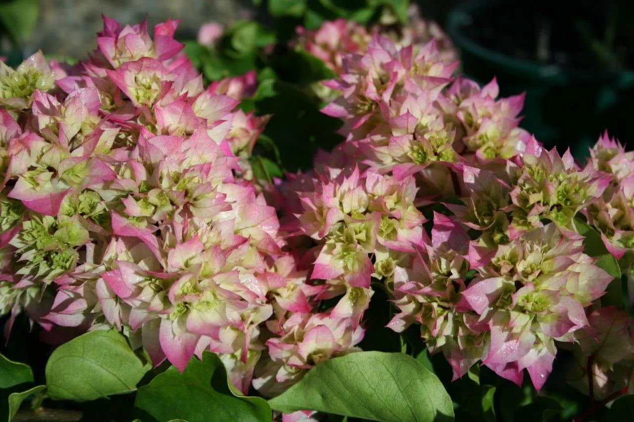 Bougainvillea Glabra (Limberlost Beauty)