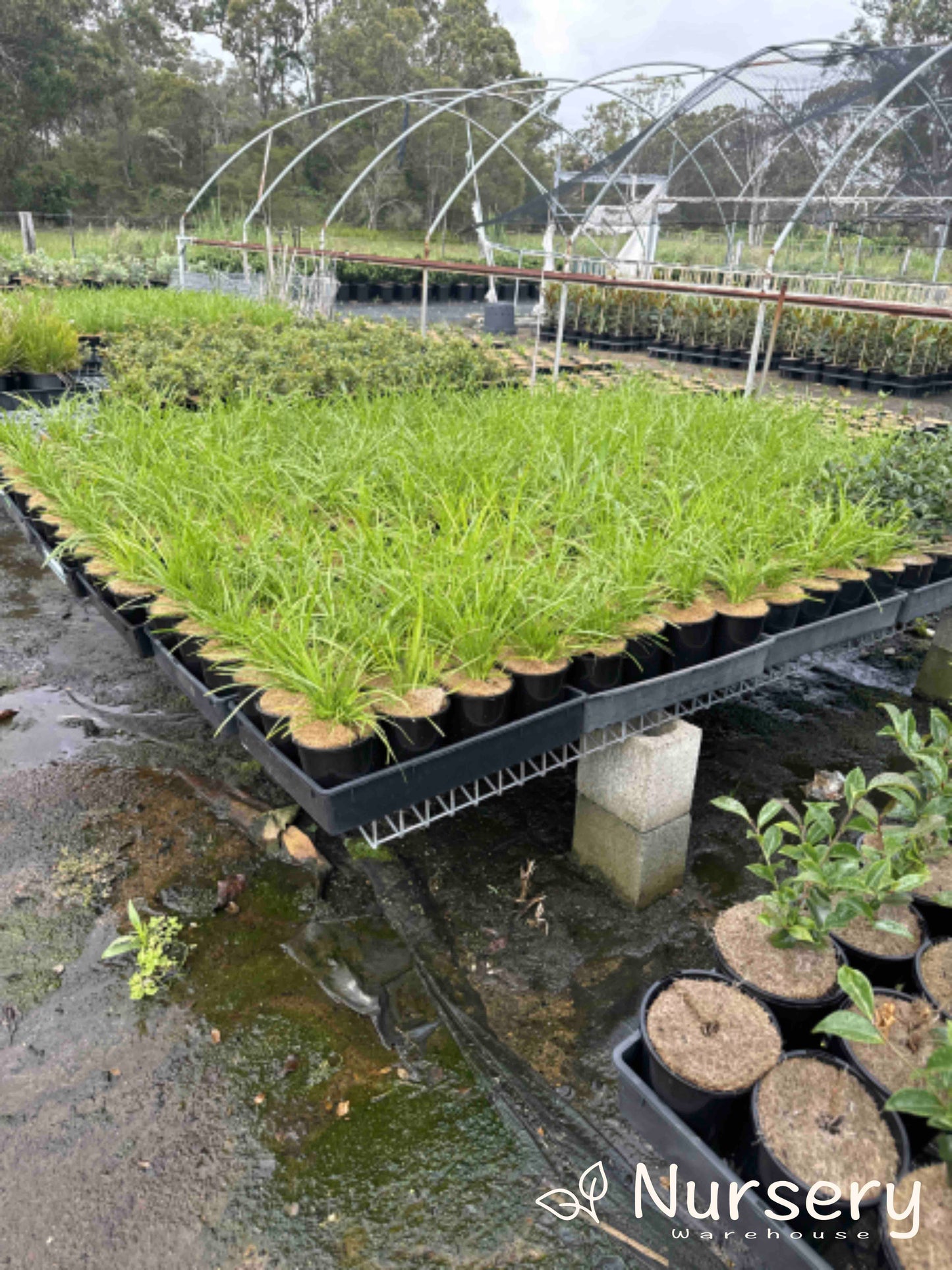 Lomandra Confertifolia ‘Lime Tuff’ (Lime Tuff Mat Rush)