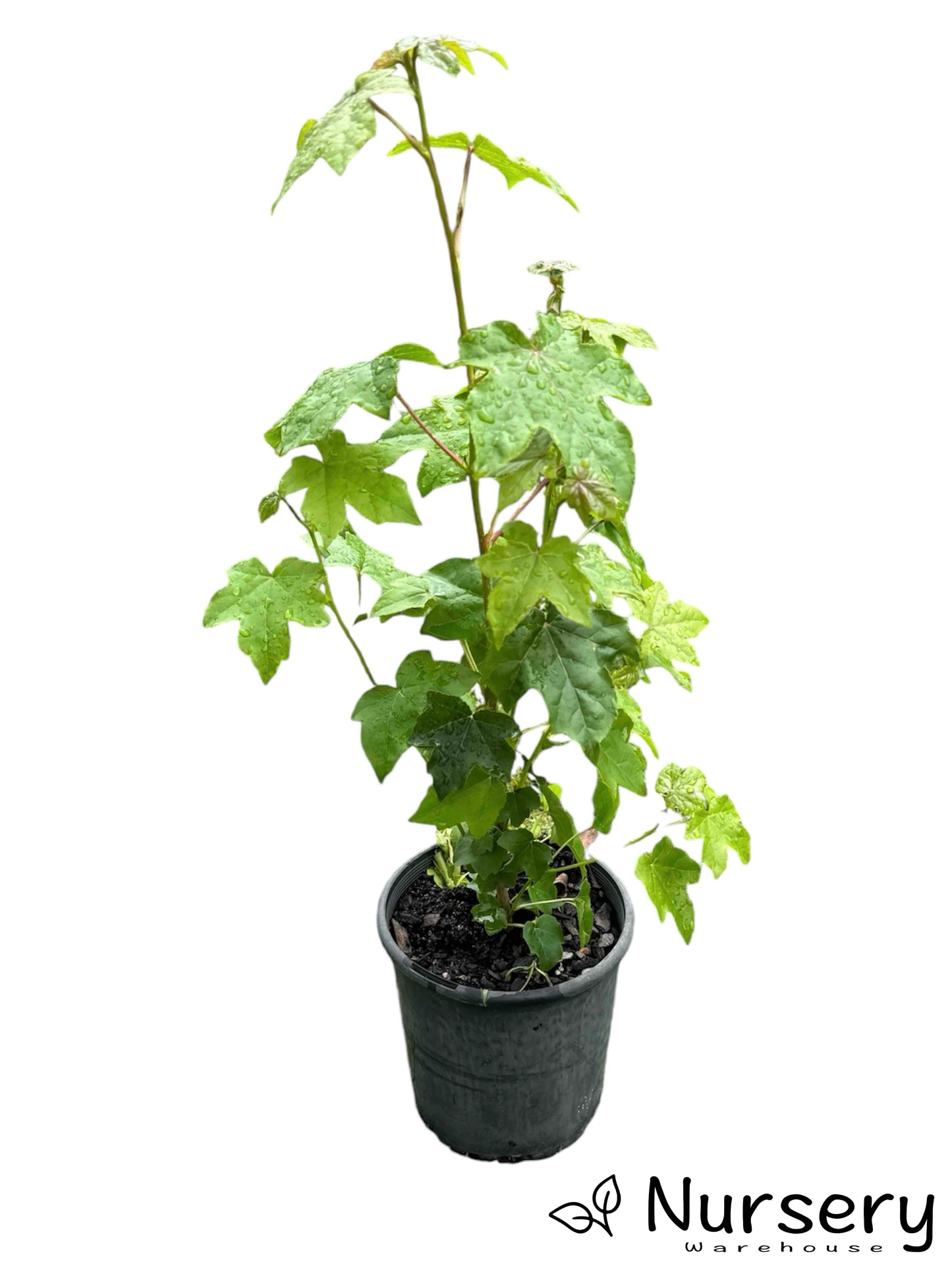 "Liquidambar Styraciflua (Sweetgum) in a 140mm pot, ready for sale with vibrant, lobed green leaves."