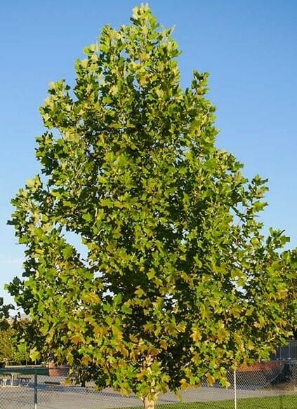 Liriodendron tulipifera (Tulip Tree)