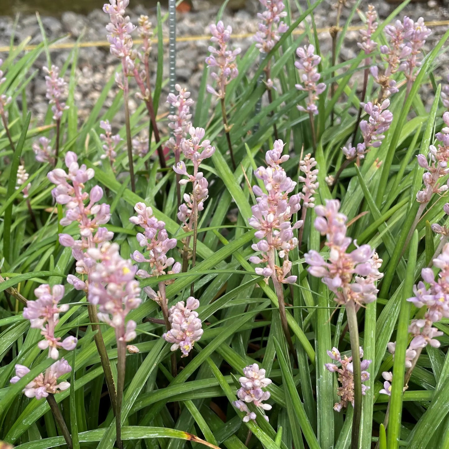 Liriope Muscari (LIRF) PBR Isabella™ (Isabella Lily Turf)