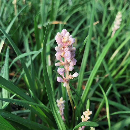 Liriope Muscari (LIRF) PBR Isabella™ (Isabella Lily Turf)