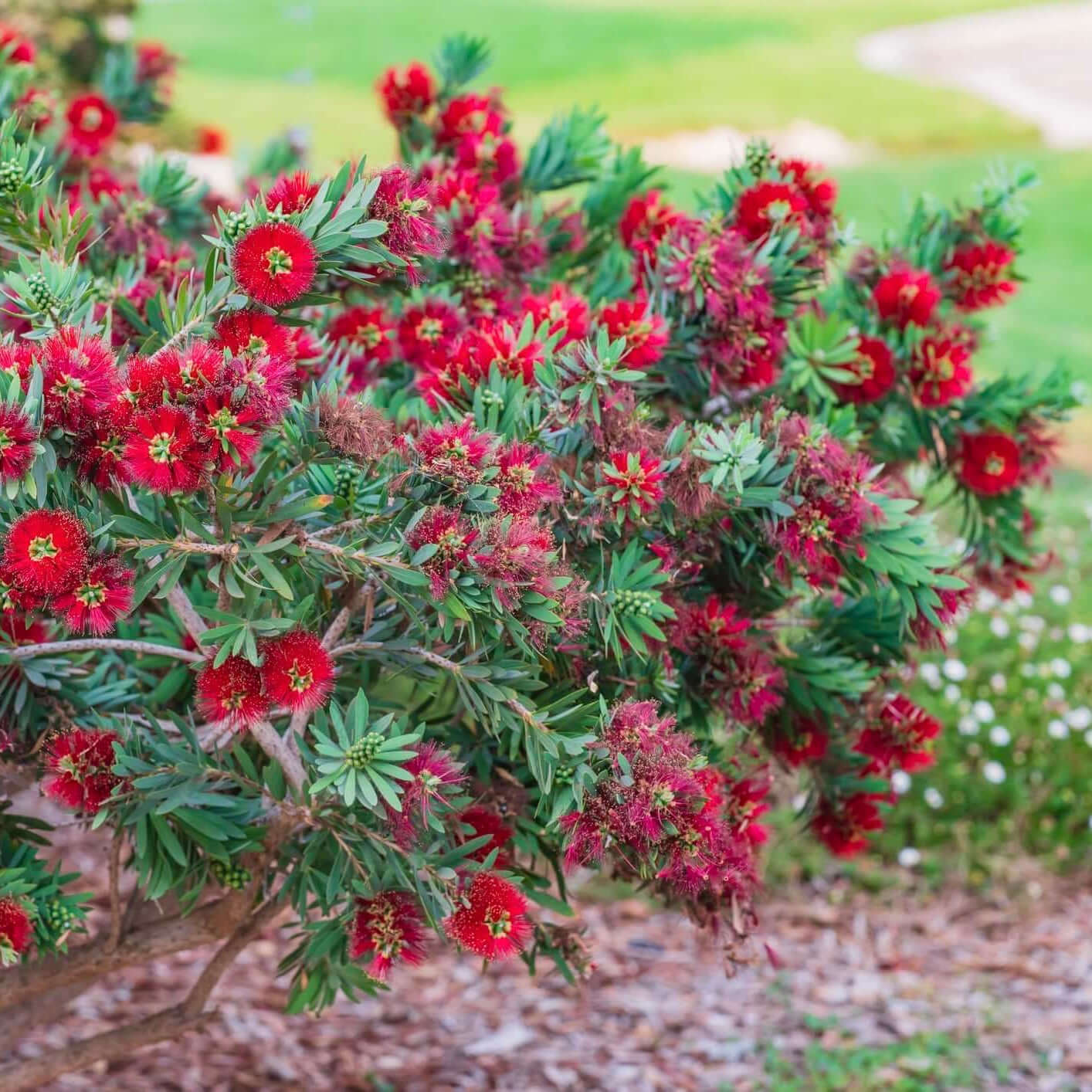 Callistemon Little John (Little John Bottlebrush)