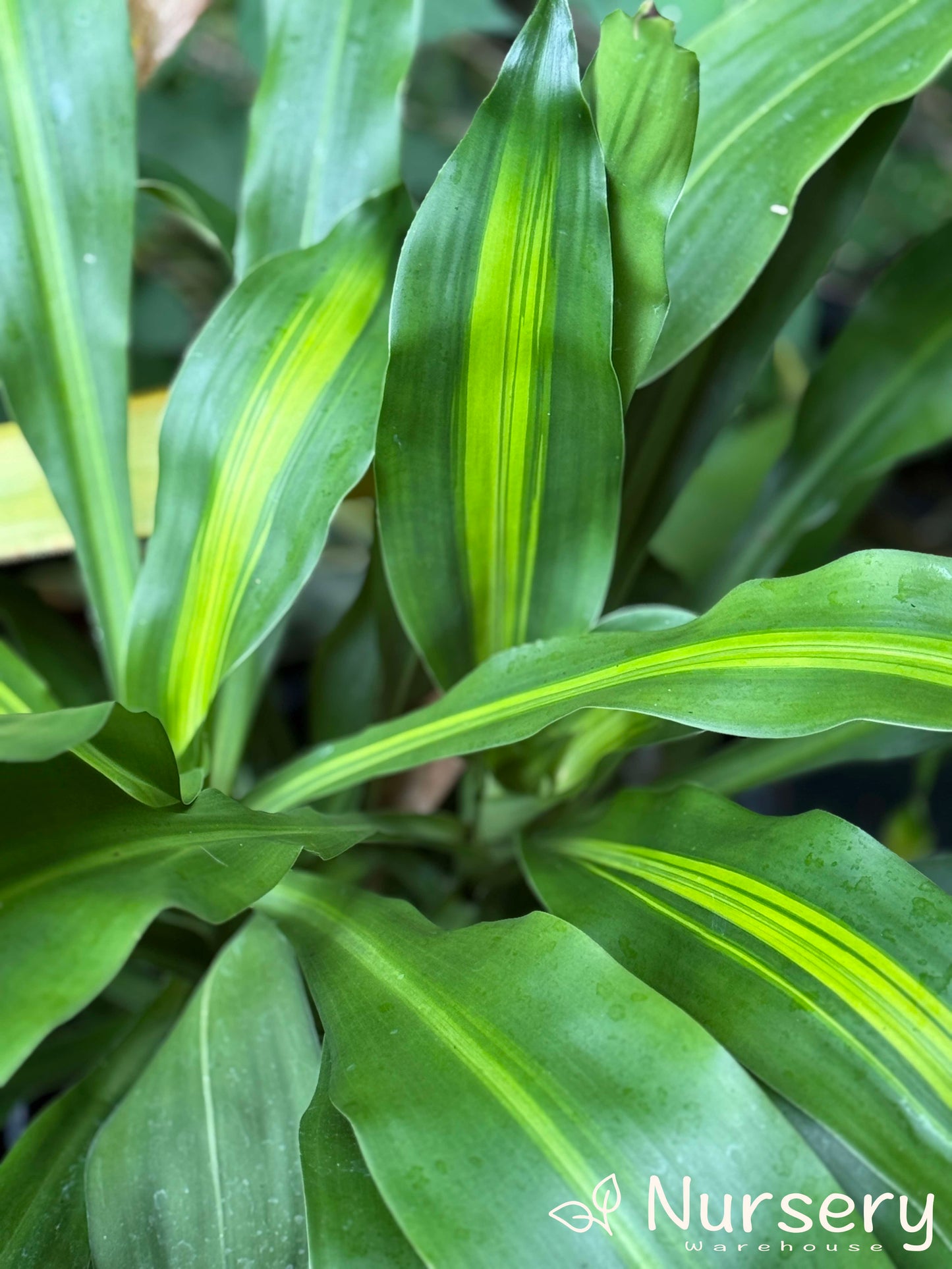 Dracaena Massangeana (Corn Plant)