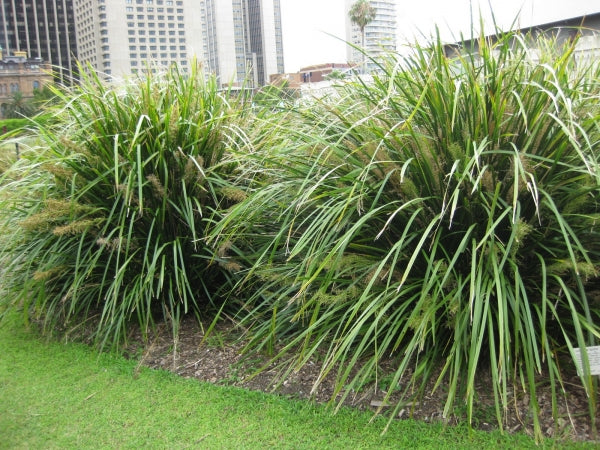 Lomandra Hystrix ‘Verday’ (Verday Mat Rush)