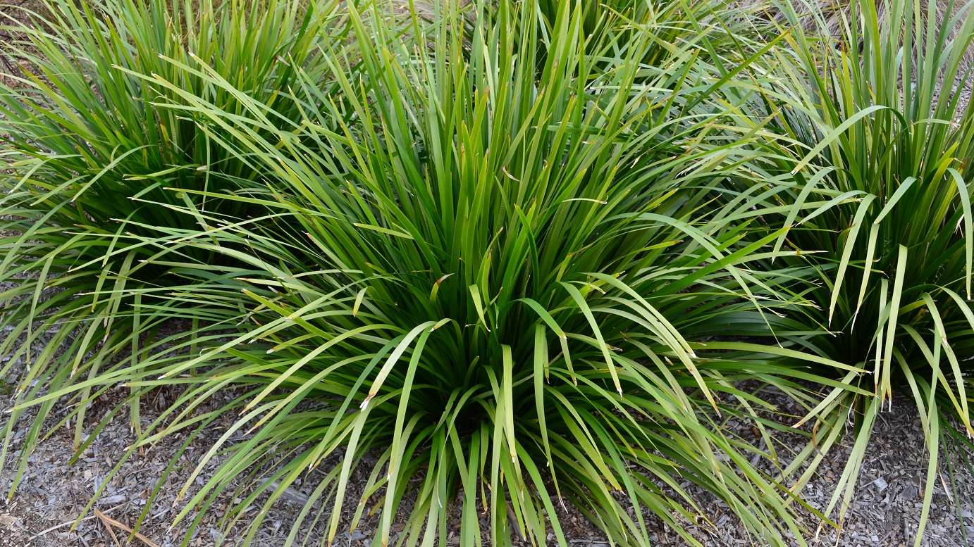 Group of five Lomandra hystrix plants planted closely together in a park environment, creating a lush and inviting landscape feature that thrives in various conditions.
