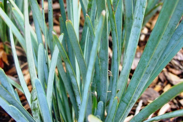 Lomandra Confertifolia ‘Blue Ridge’ (Blue Ridge Mat Rush)