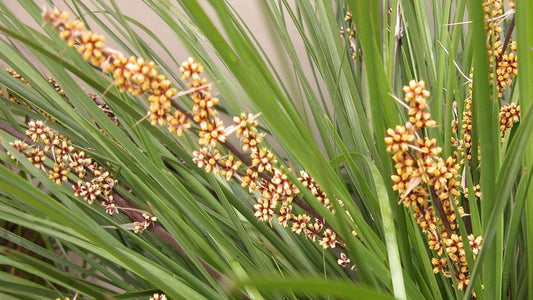 Lomandra 'Tanika' (Tanika Lomandra)